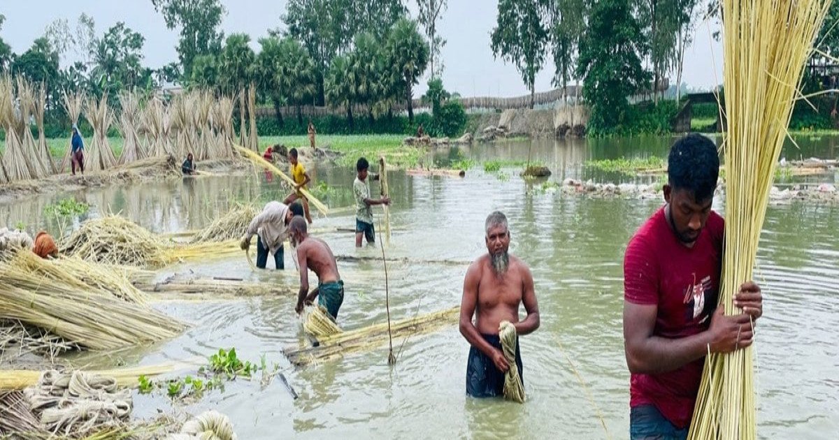 পাটের বাম্পার ফলন ও ন্যায্য দামে হাসি ফুটেছে কৃষকের মুখে