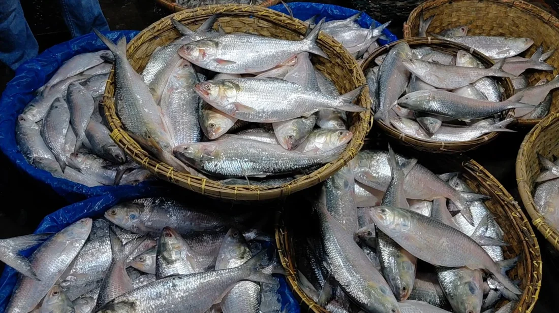 ইলিশের দামে বড় লাফ, কেজিতে বেড়েছে ৩০০ টাকা!